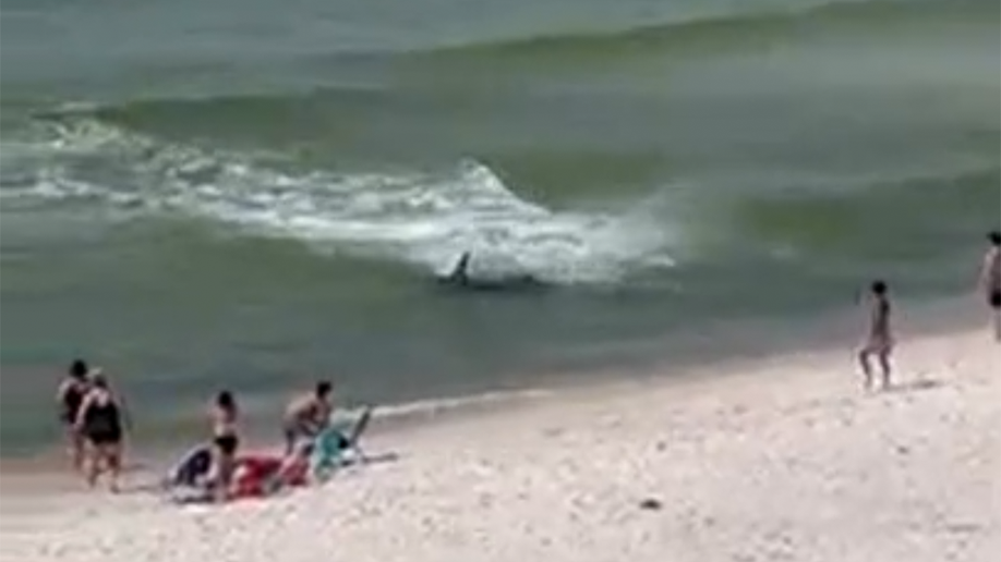 A hammerhead shark chasing stingrays breaches an Alabama shoreline while beachgoers watch