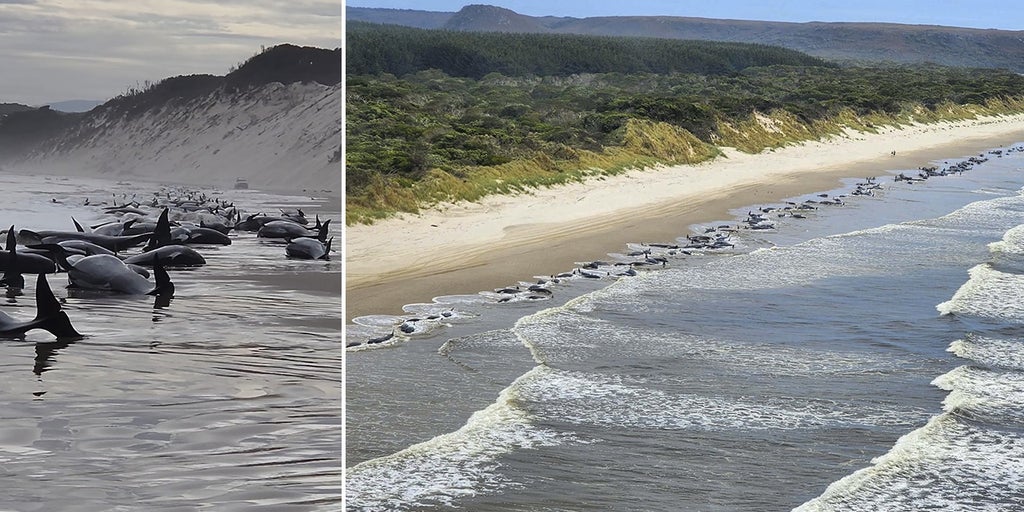 Hundreds of whales beached in Australia mass stranding, officials say at least half presumed alive - Vimarsana News