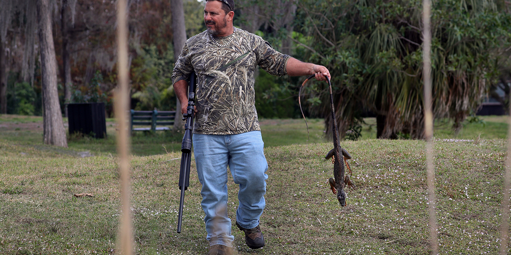 Florida commissioner suggests putting bounties on invasive iguanas: 'Dead or alive' - Vimarsana News