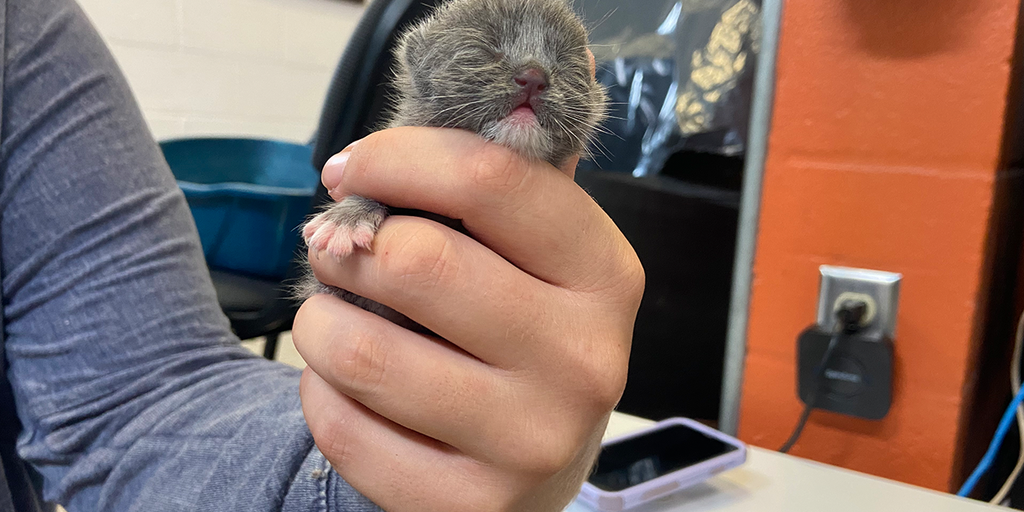 Tiny kitten in Sarasota, Florida, is a Hurricane Ian survivor as shelter misses worst of storm - Vimarsana News