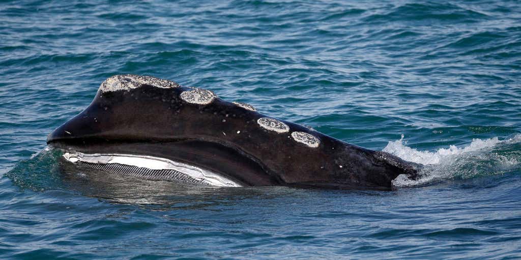 Maine fisherman, along with state, appeal endangered whales ruling - Vimarsana News