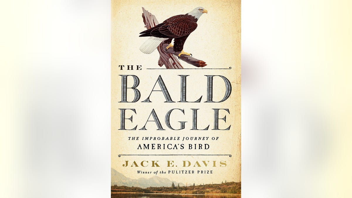 the bald eagle by jack davis