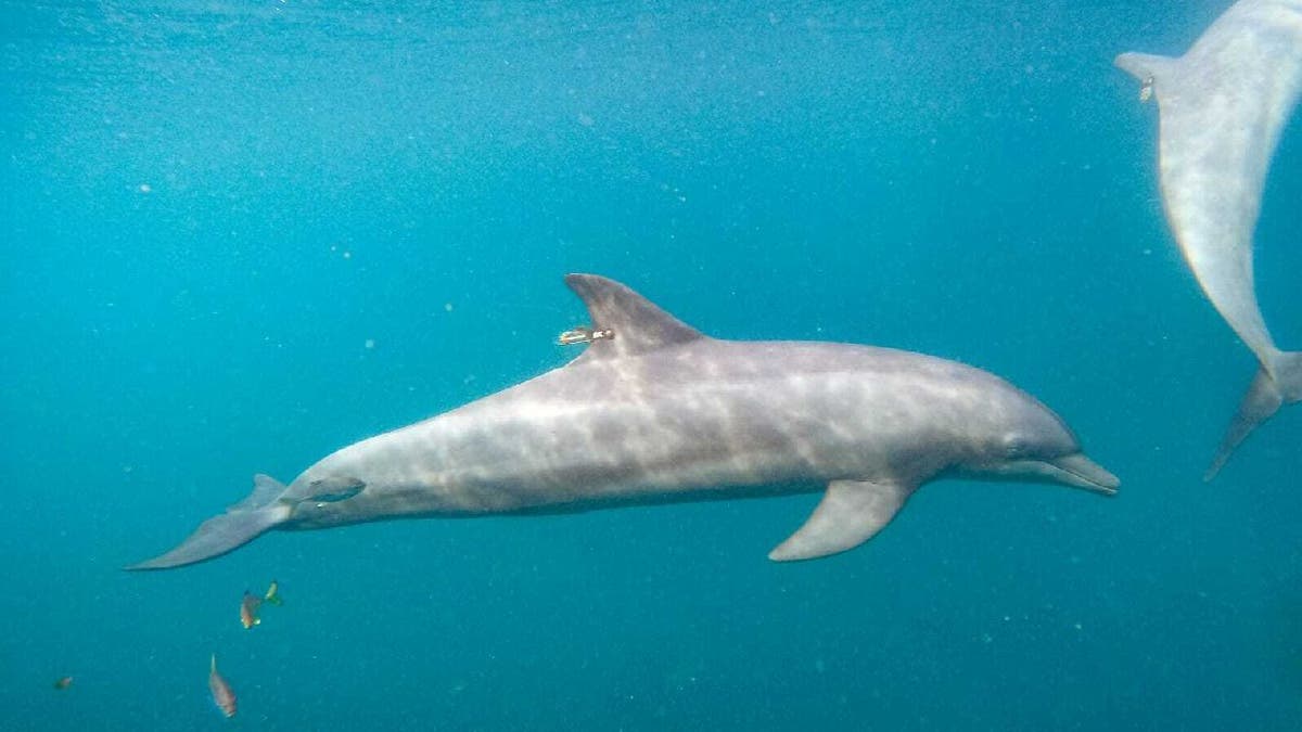 Dolphin swims in Banyuwedang Bay