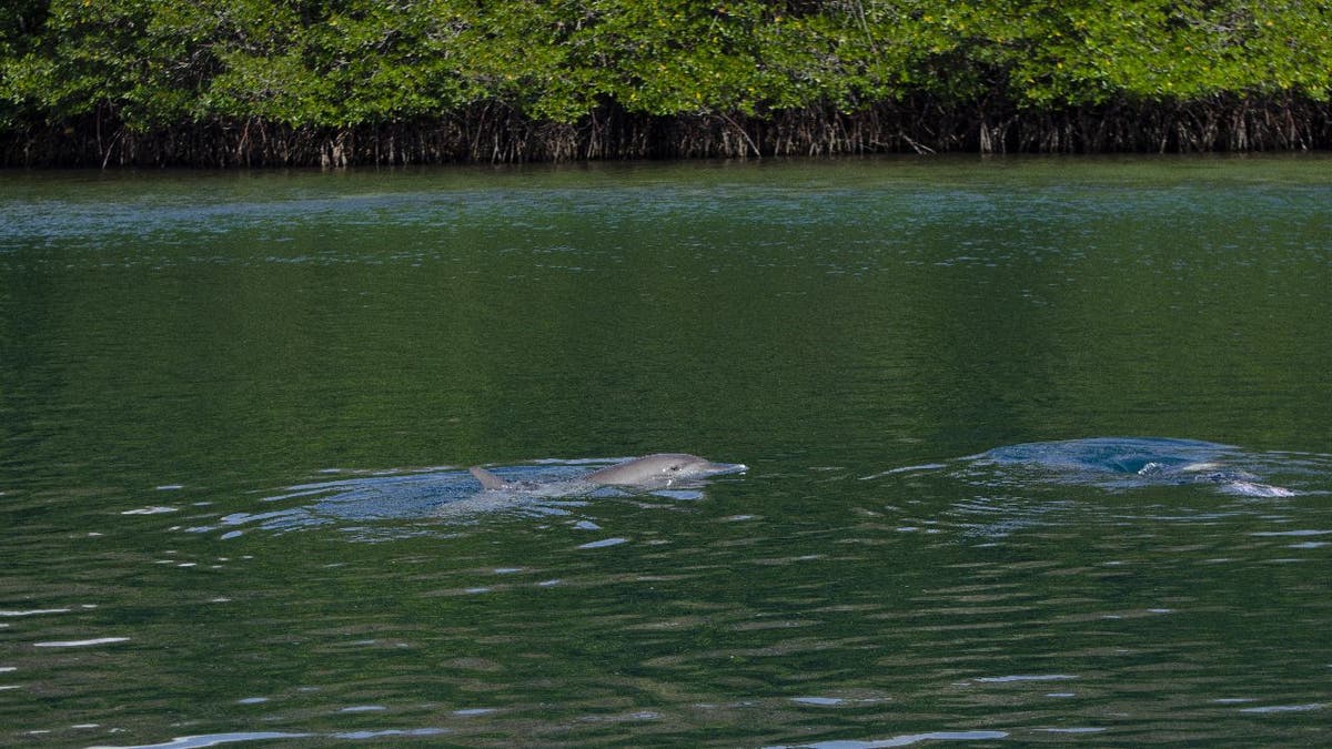 Dolphin swims to surface of Banyuwedang Bay