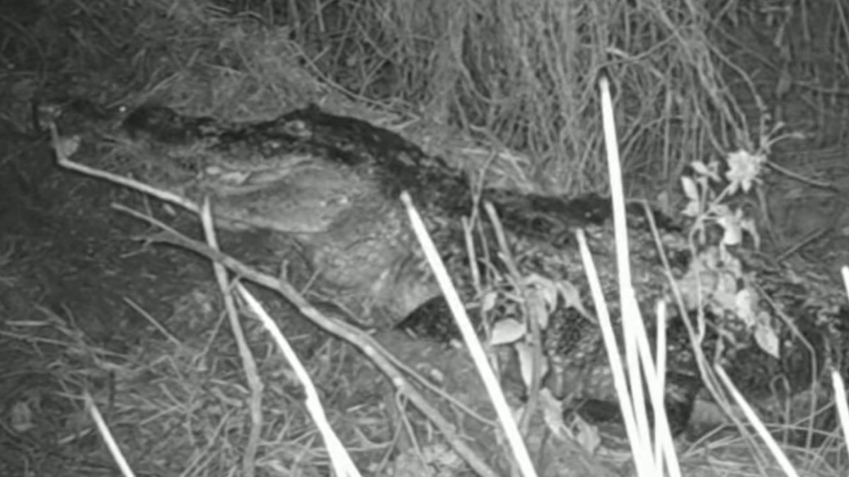 Alligator picking up hatchlings