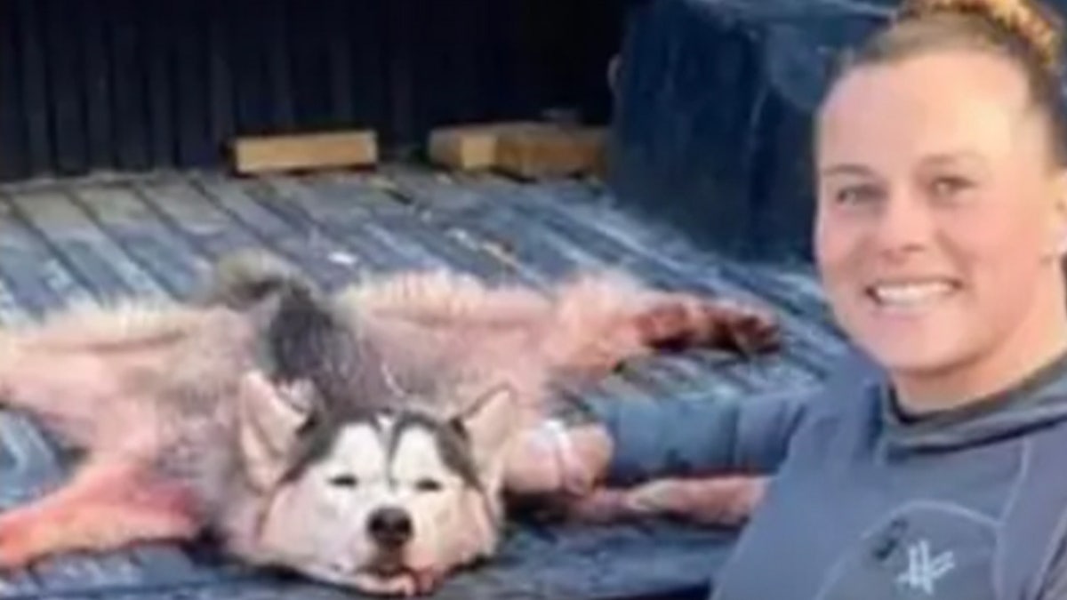 Amanda Rose Barnes poses with a skinned Siberian Husky in the flatbed of her truck