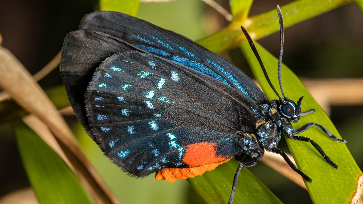 Atala butterfly on a plant