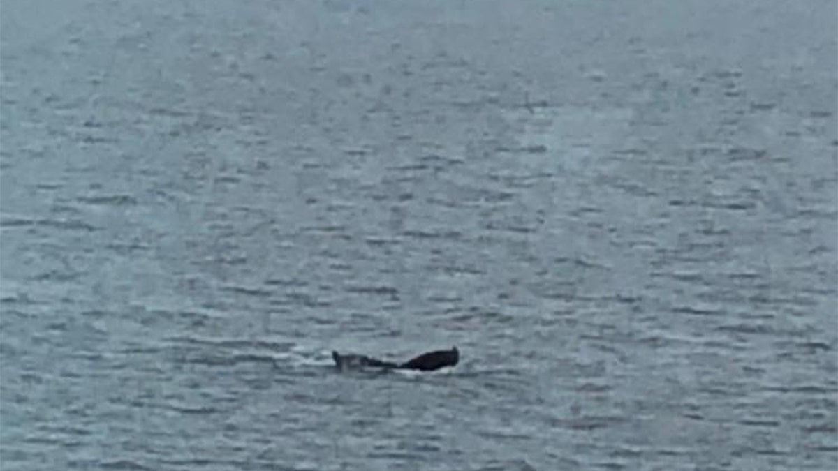 A whale in Alaska