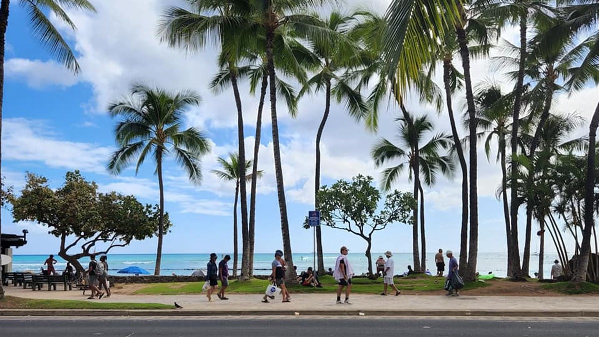 Palm trees in Hawaii