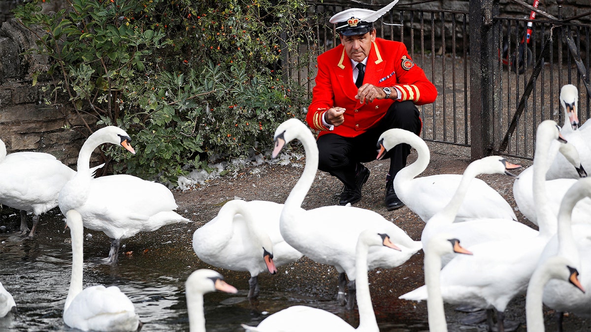 David Barber feeds swans