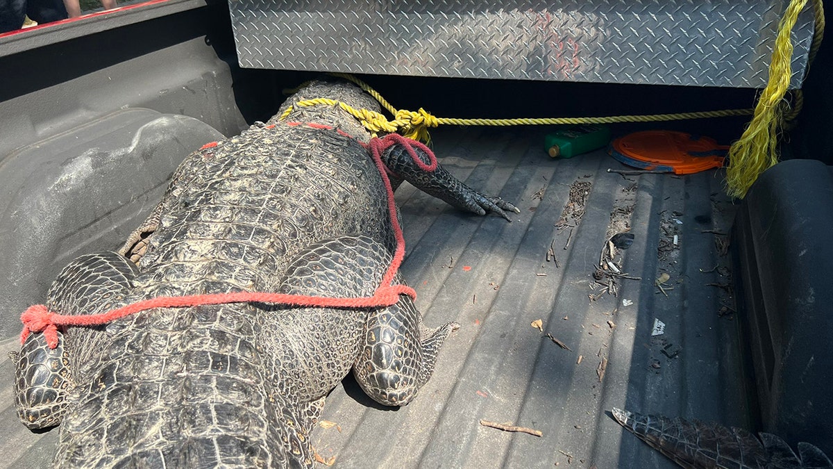 An alligator in the bed of a truck