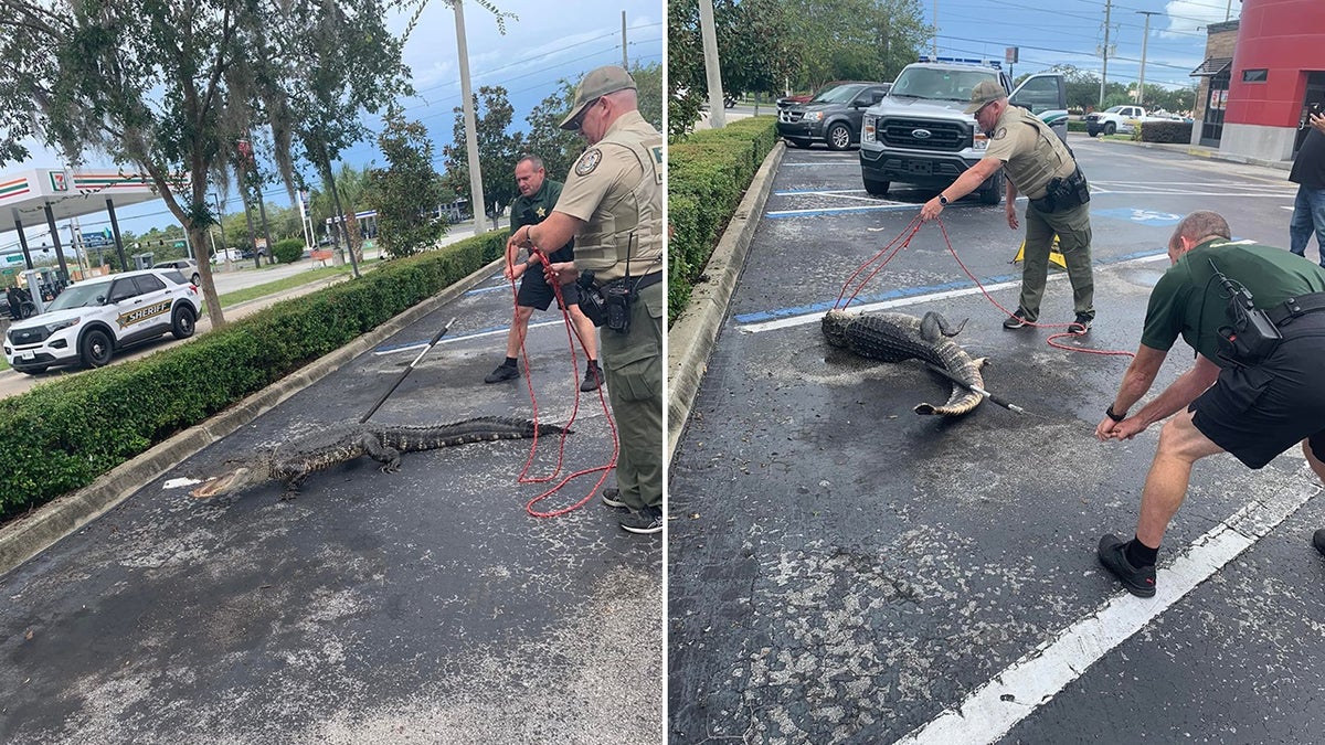 officers and alligator in parking lot
