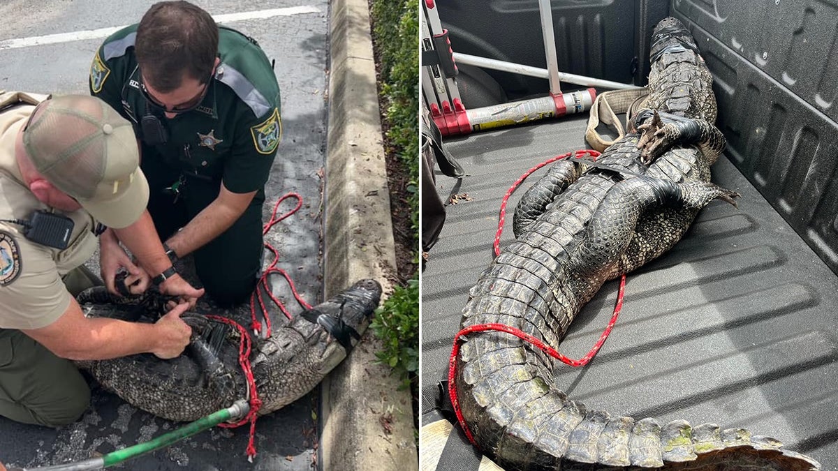 alligator captured and tied up