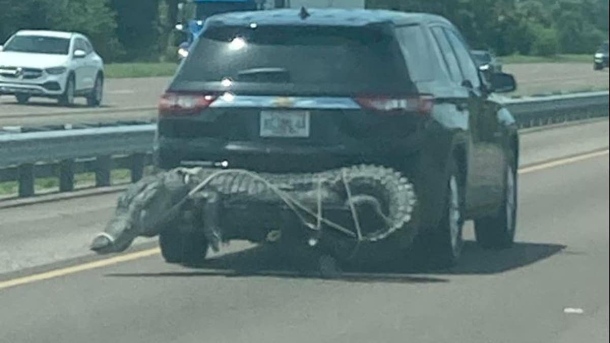 Alligator strapped to SUV