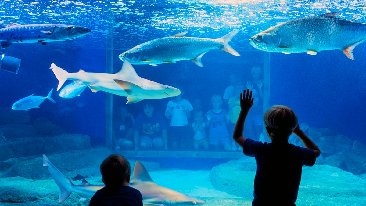 kids at aquarium