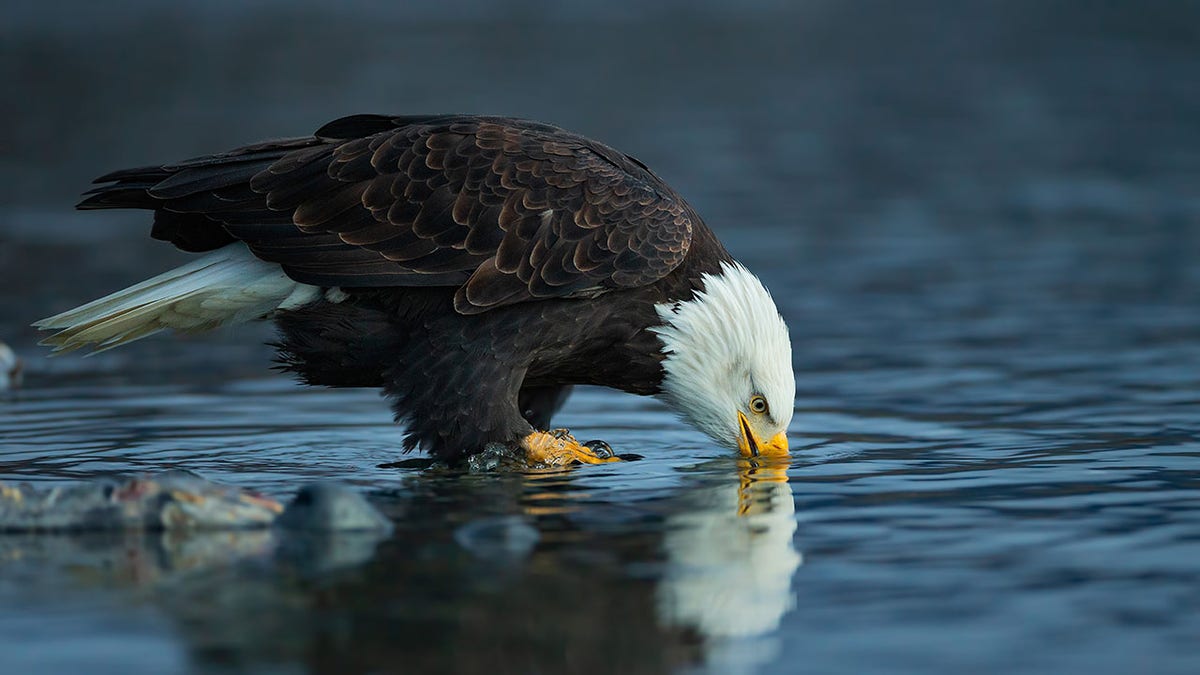 bald eagle in water