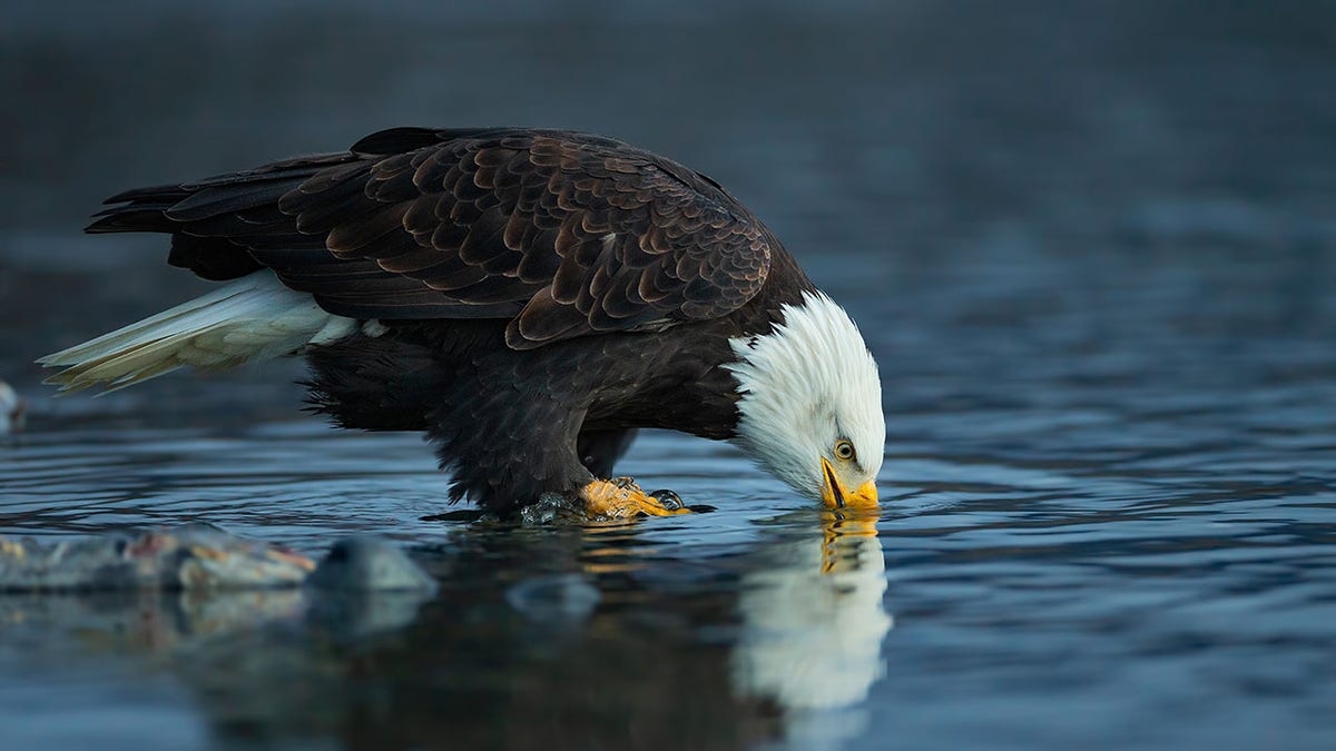 bald eagle drinking