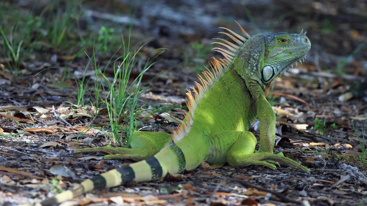 Iguana in Delray Beach