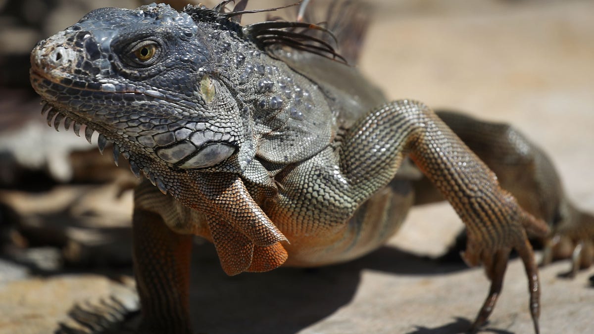 Iguana in Miami Florida