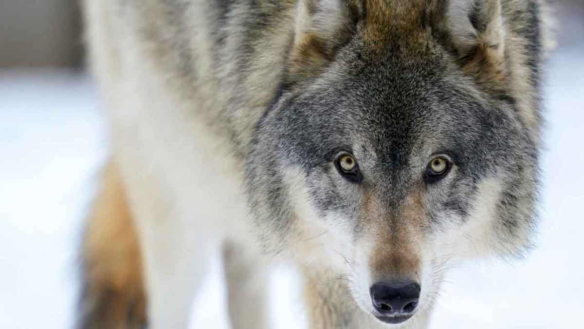 Gray wolf In Minnesota