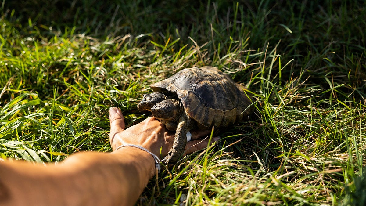 Janus the tortoise on grass