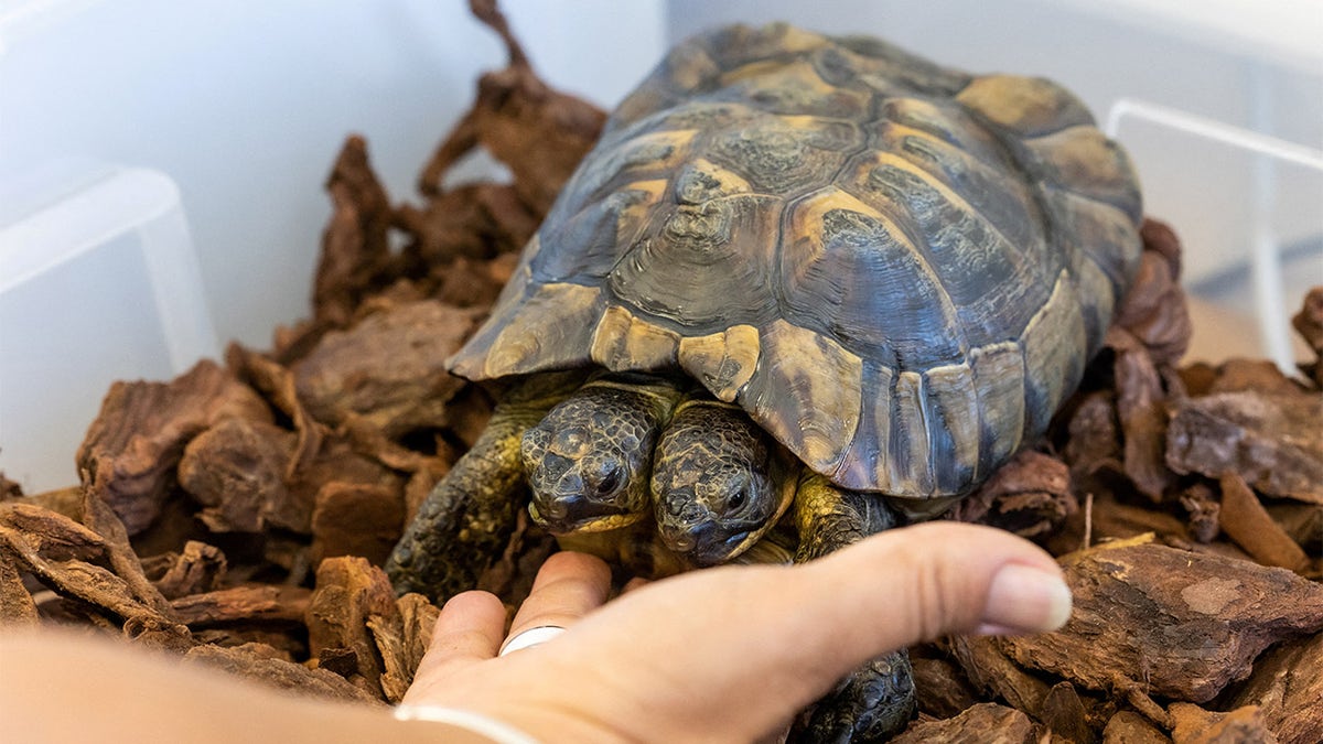 25-year-old tortoise Janus