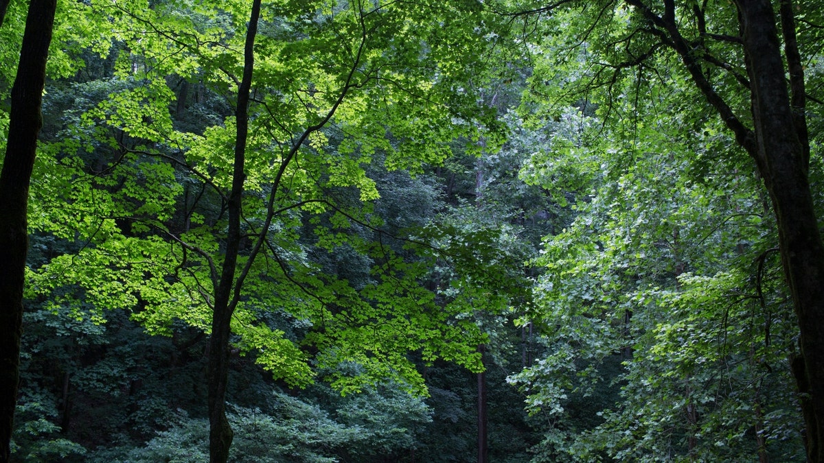 Mammoth Cave National Park trees