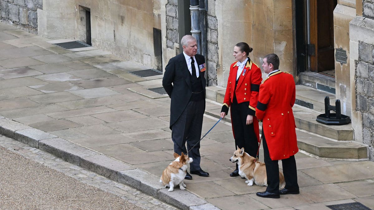 Prince Andrew with Queen Elizabeteh II's corgis