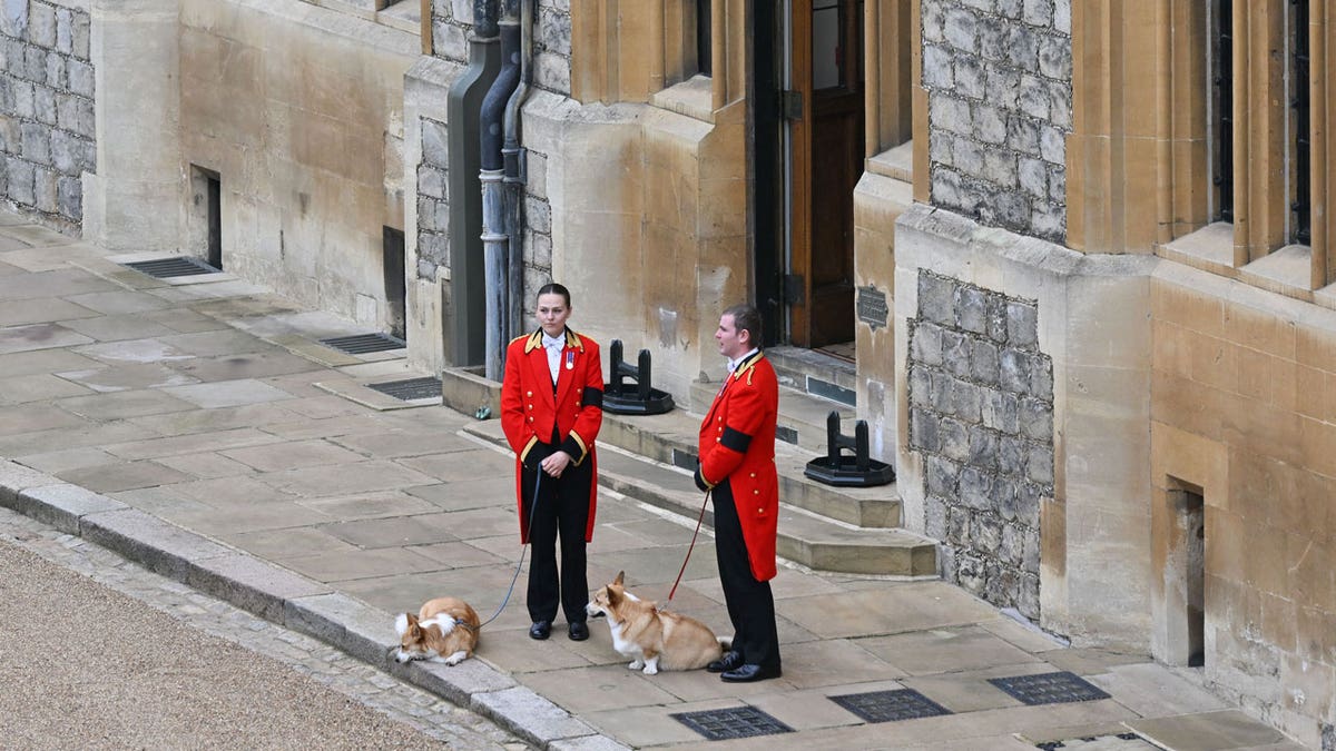 Queen Elizabeth II's corgis outside of Windsor Castle