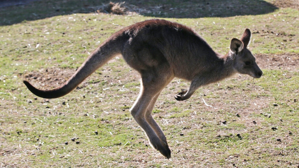 Australian Man Killed By Kangaroo First Fatal Attack In Over 85 Years Australian Man Killed By Kangaroo First Fatal Attack In Over 85 Years