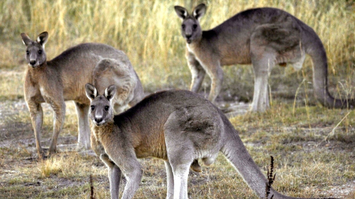Grey kangaroos