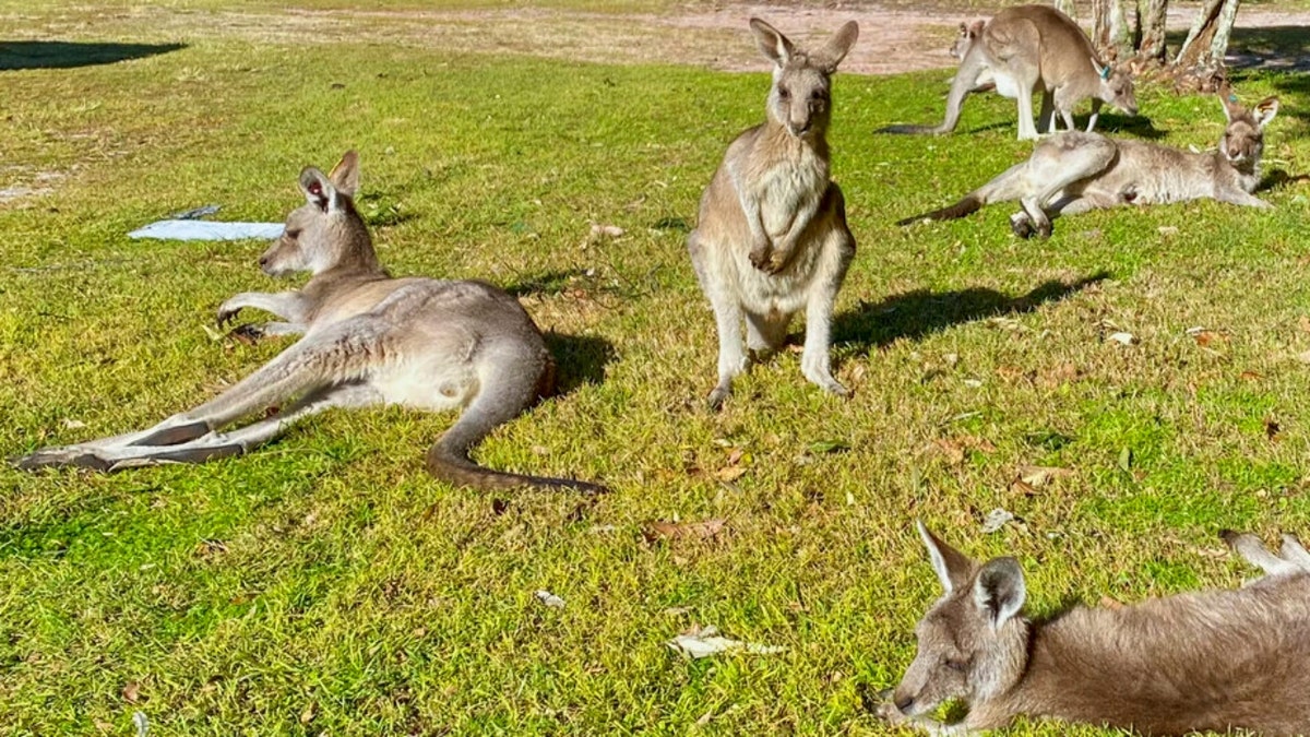 Kangaroos in Nelson Bay, Australia