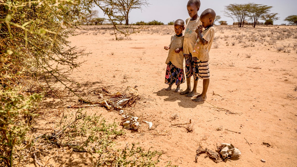 Children view the remains of dead animal in Kenya
