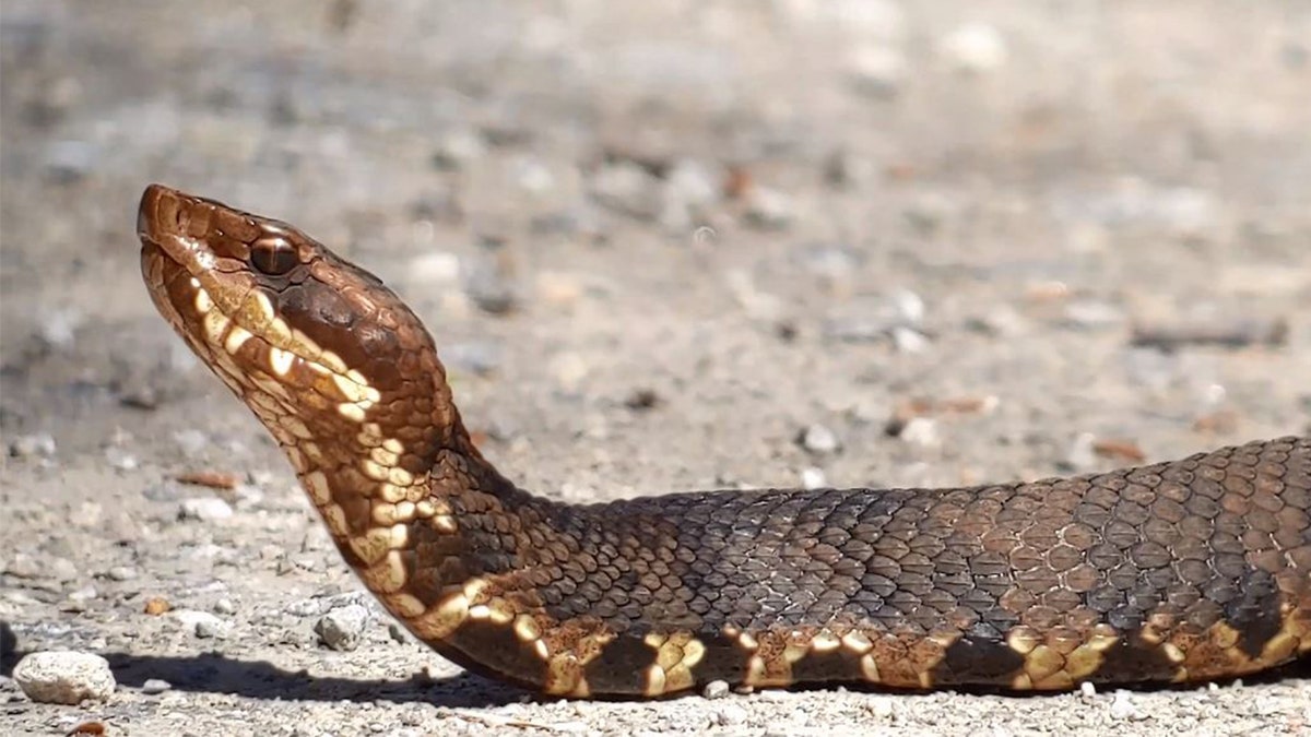 A snake on Snake Road in Illinois