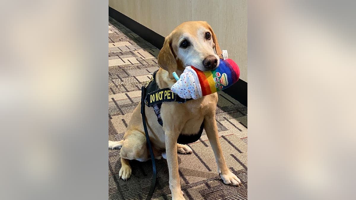 TSA work dog Eebbers