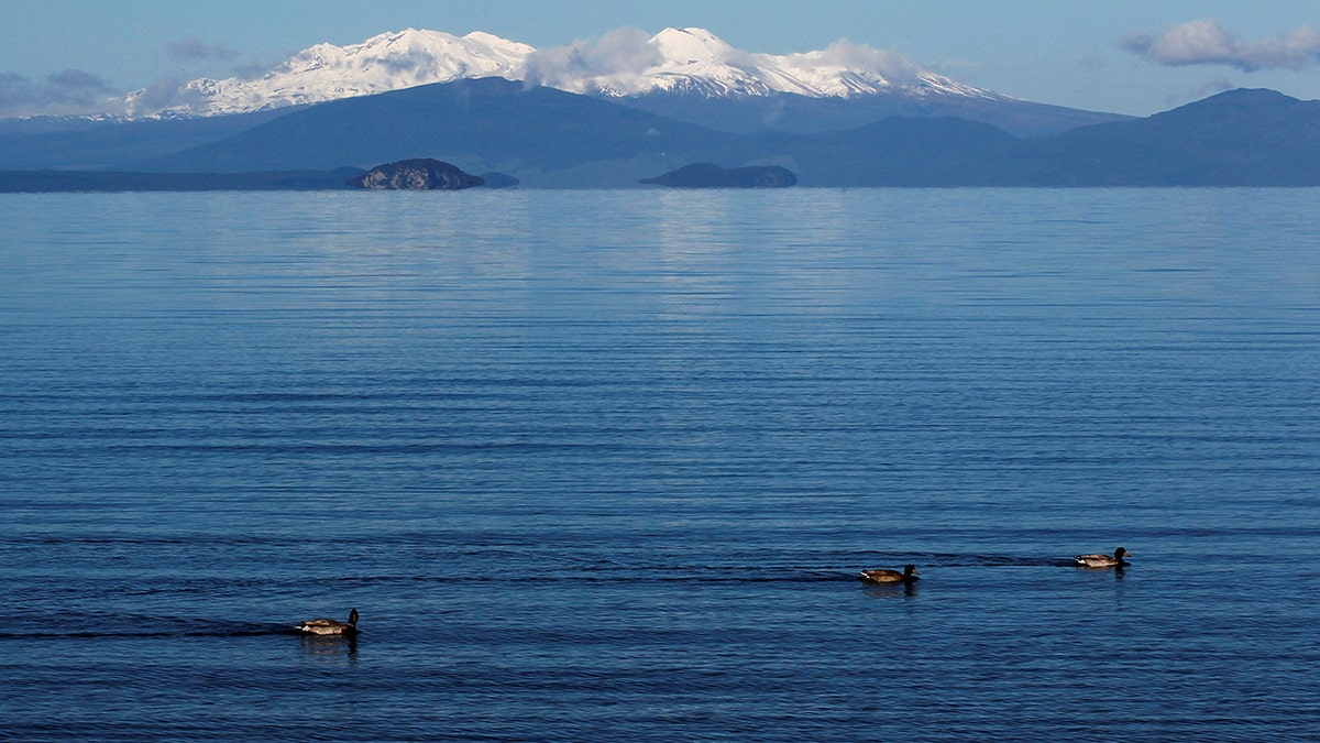 ducks floating on Lake Taupo