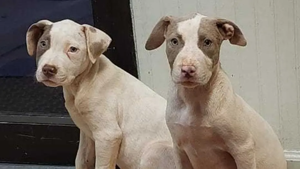 Puppies that were stolen from an Atlanta animal shelter 
