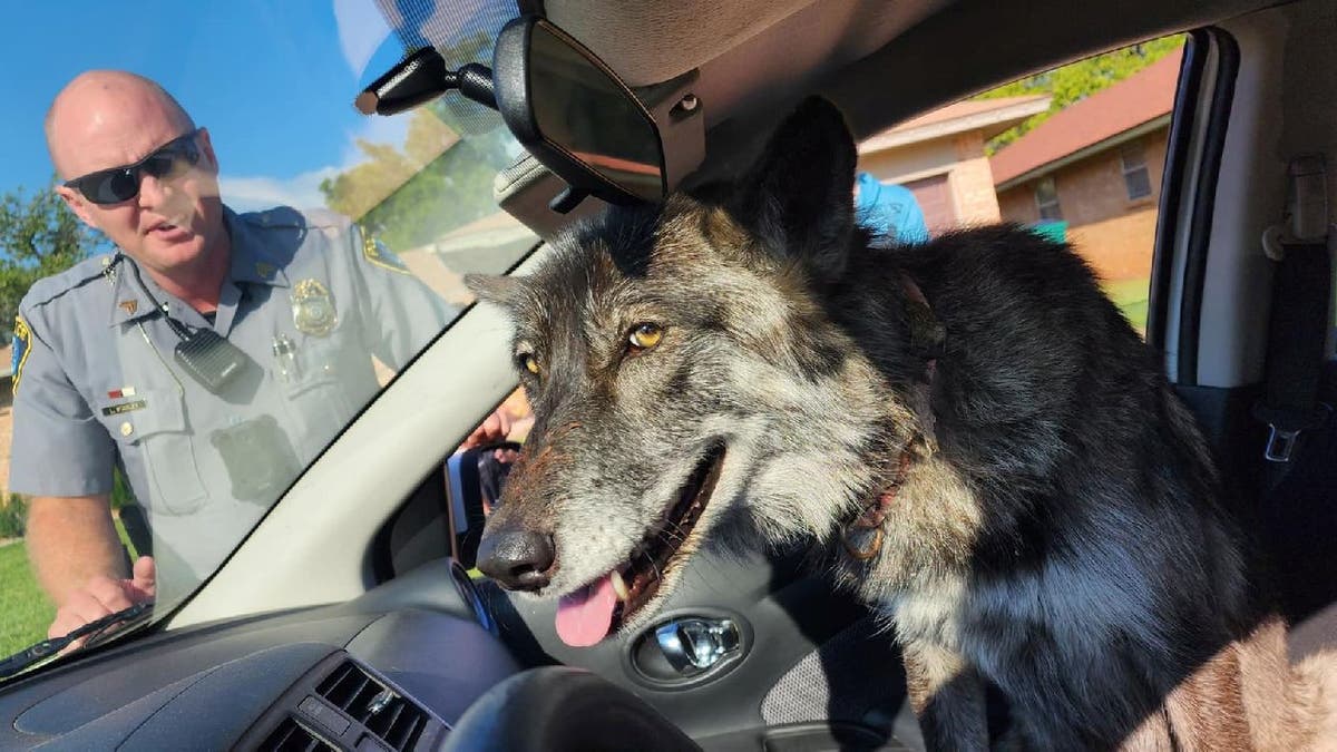 Oklahoma police reunite wolfdog with owner: ‘Like a cuddly puppy’