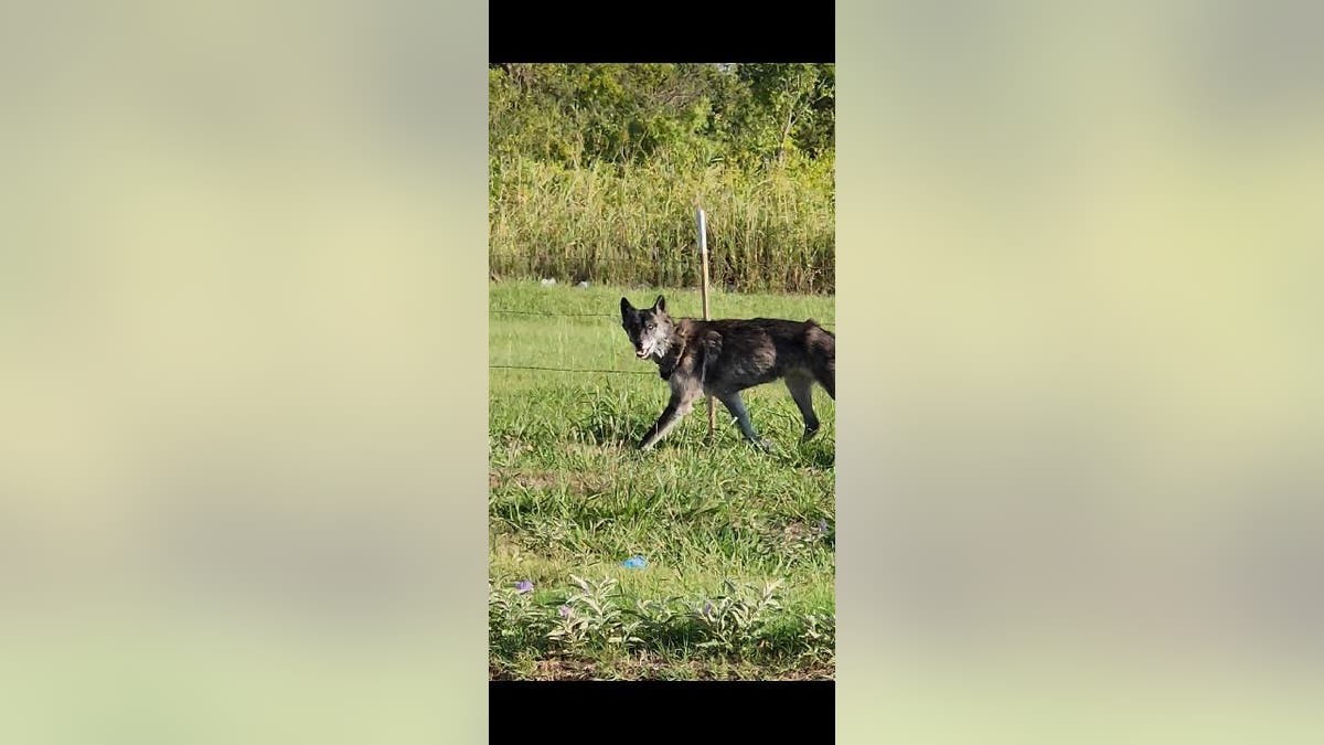 Wolfdog Nova walks through field