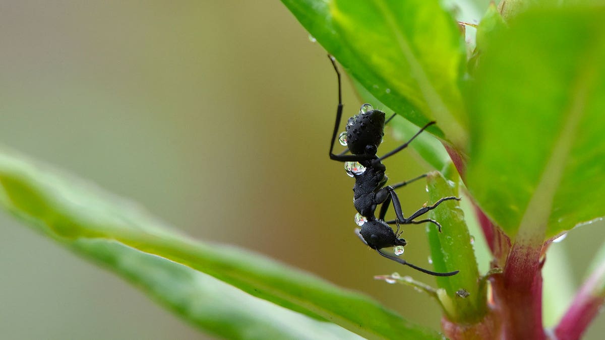 Global ant population