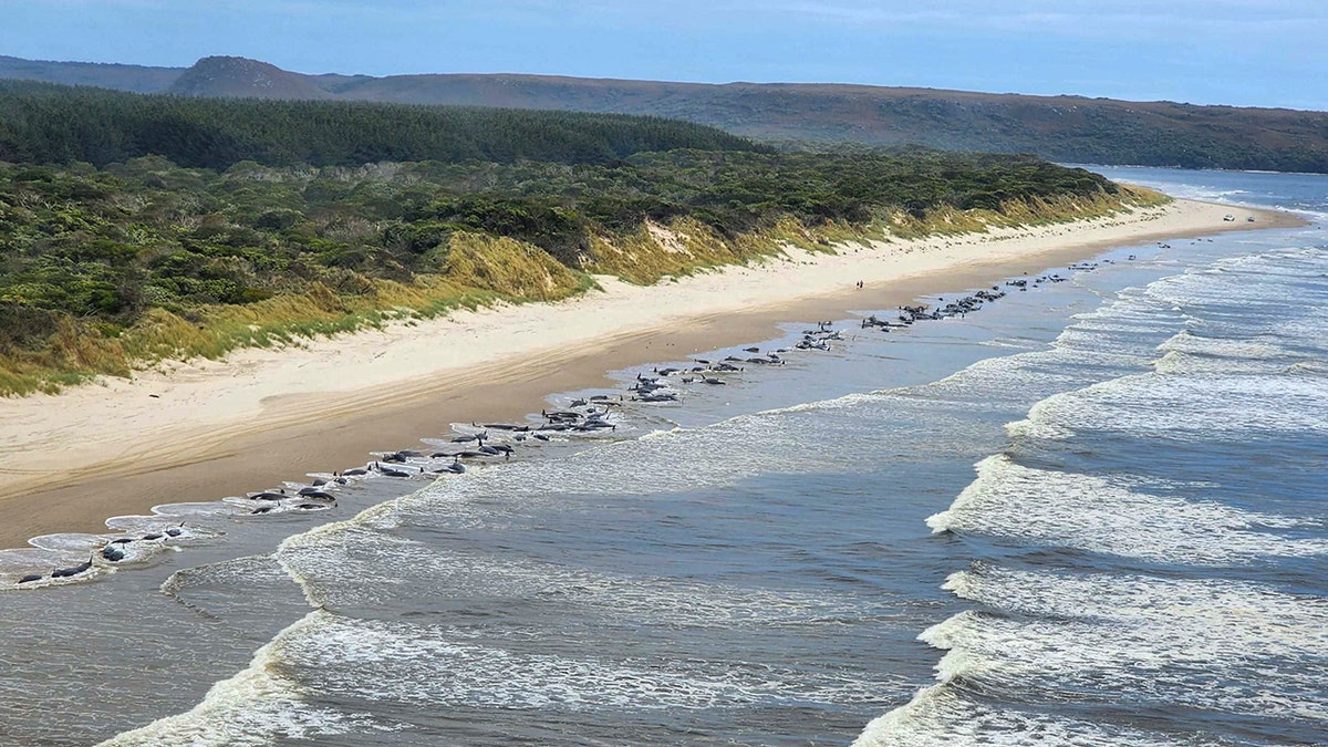 pilot whales stranded on shore