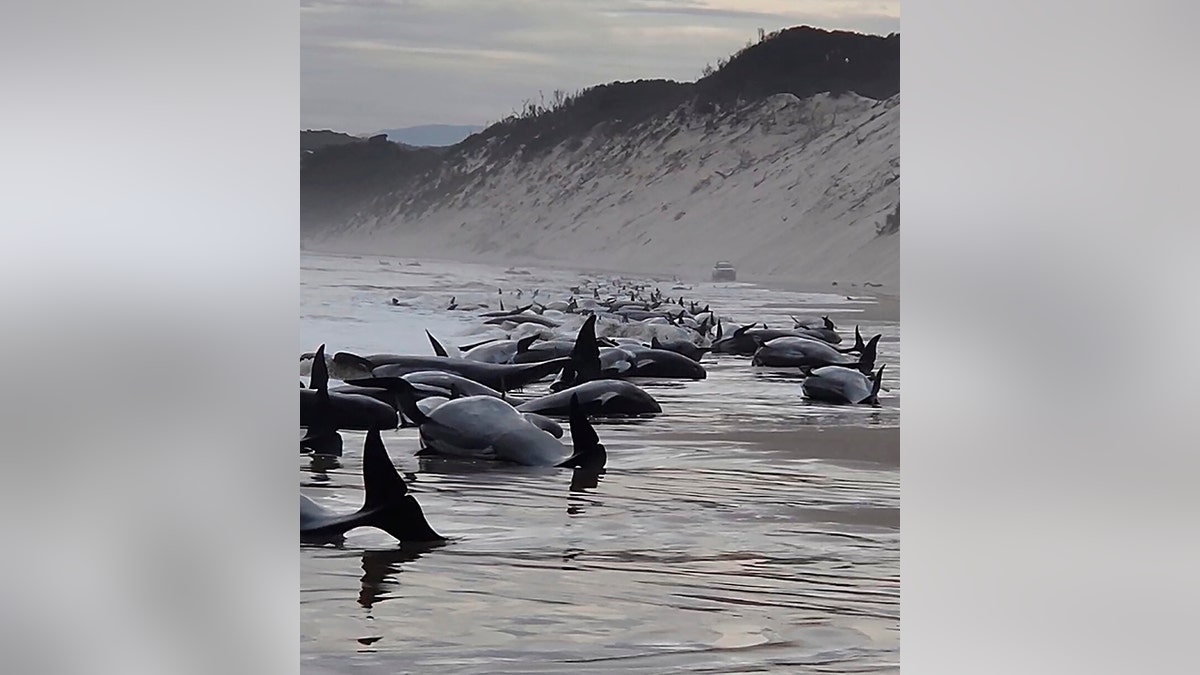 whales stranded in shallow water