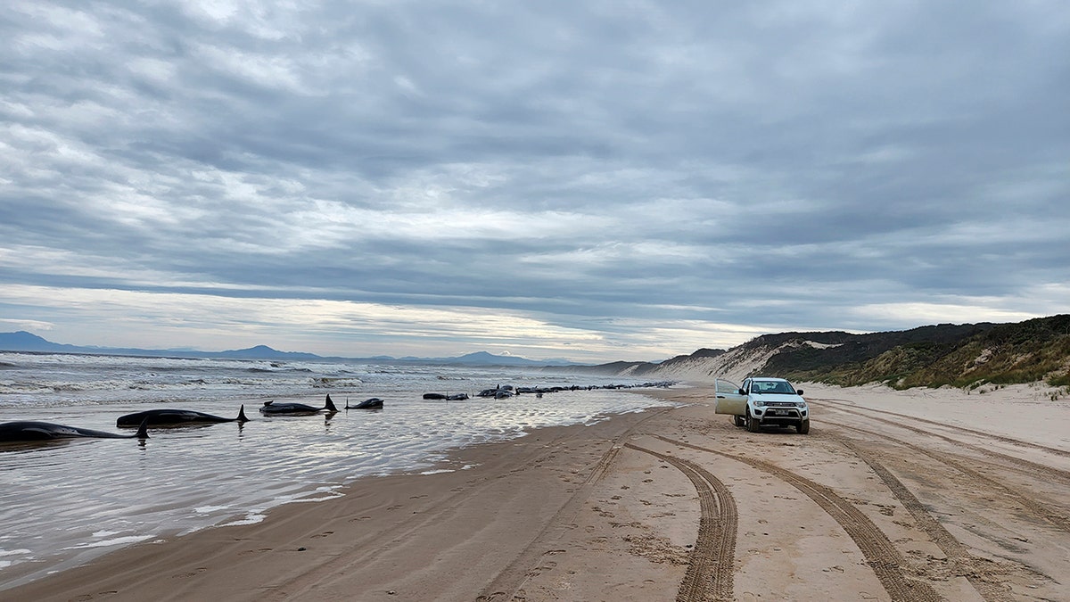 truck on beach with stranded whales