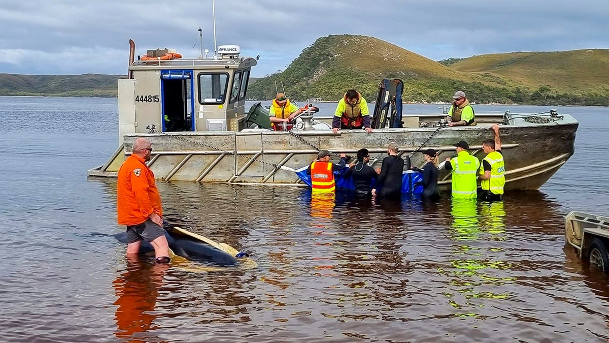 Rescue team boat and pilot whales in water