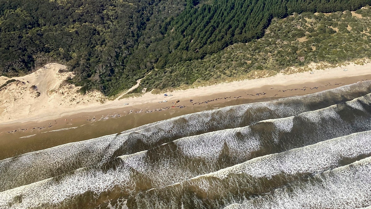 pilot whales stranded on beach