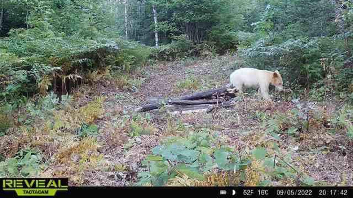 white black bear