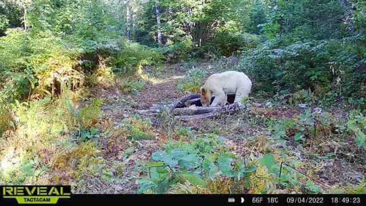 rare black bear with white fur