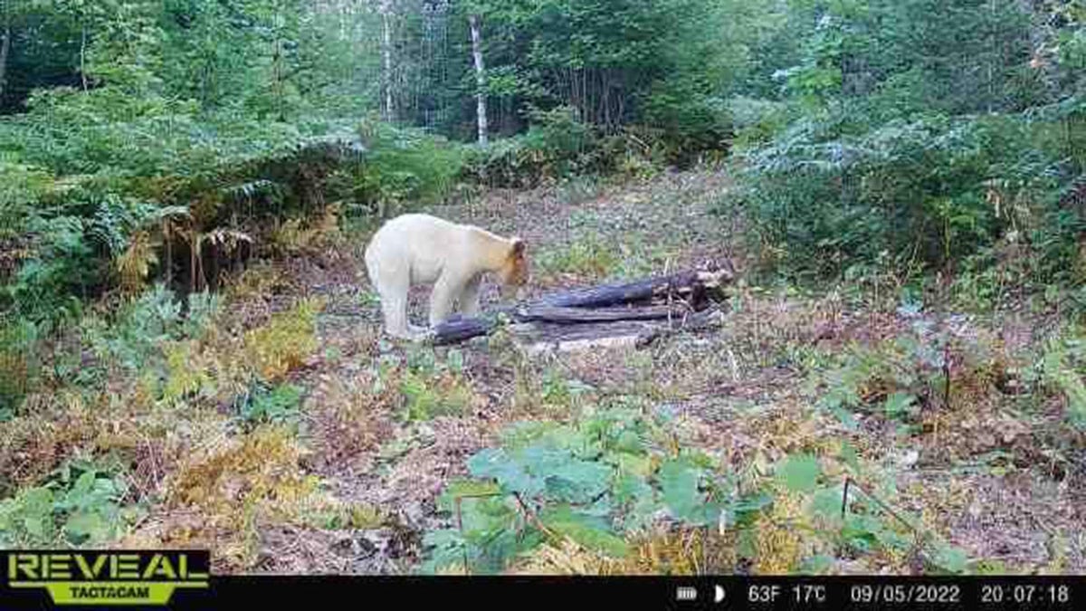 white-colored black bear