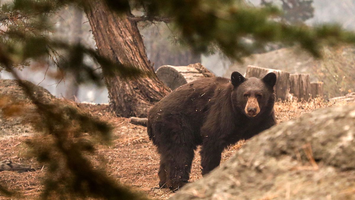 Car kills black bear in CA