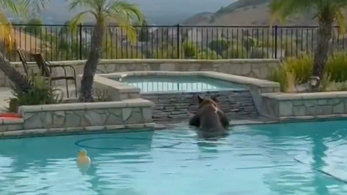 Black bear seen emerged in pool in California homeowner's backyard